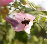 Close-up of a bee pollenating a flower in the gardens at Loseley Park, Engand. © britainonview/ Joanna Henderson