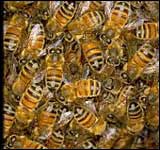 Bees: a hive of activity