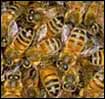 Bees: a hive of activity